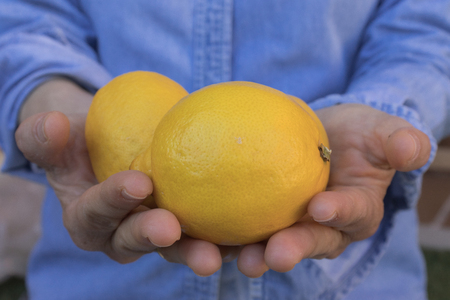 Human hands offering lemons with blue background, front viewの写真素材