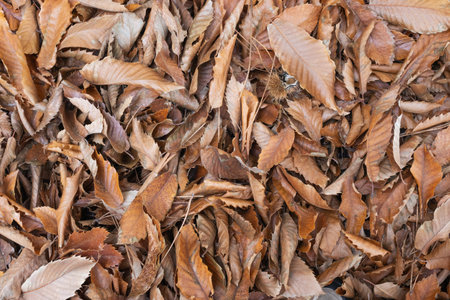 Chestnut leaves on the ground wallpaper