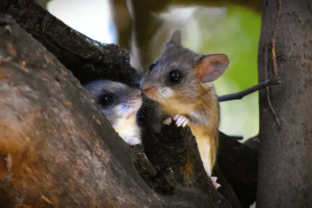 A pair of pygmy mouse (Scientific name: Petroglyphus petroglyphus).