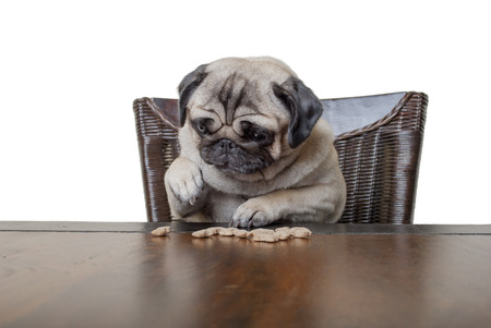 adorable cute pug puppy sits at dinner table eating cookies with paws on white backgroundの写真素材