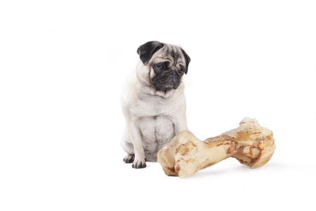 adorable cute pug dog sitting and looking at huge bone isolated on white backgroundの写真素材