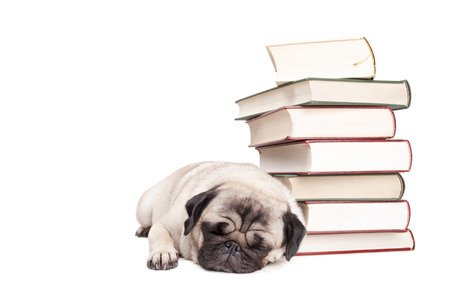 adorable pug puppy dog ??lying down sleeping next to pile of books, isolated on white backgroundの写真素材