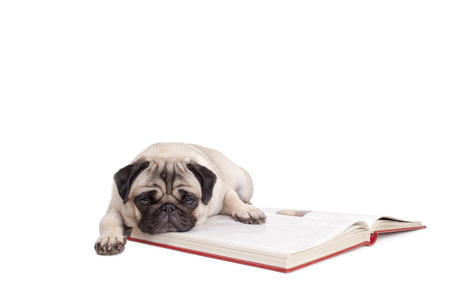 adorable pug puppy dog ??lying down with face on book, Seems tired of reading, isolated on white backgroundの写真素材