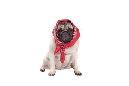 adorable cute pug dog puppy with western scarf around head, looking like a babushka, isolated on white backgroundの写真素材
