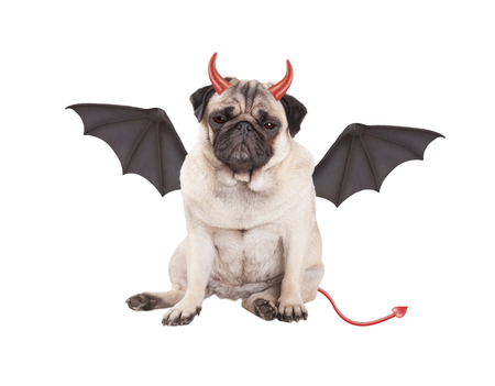 devilish cute pug puppy dog ??dressed up for Halloween, isolated on white backgroundの写真素材