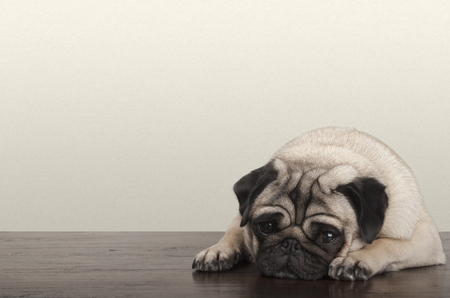 cute little pitiful sad pug puppy dog, lying down on wooden floorの写真素材