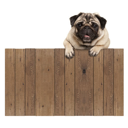 cute pug puppy dog hanging with paws on blank wooden fence promotional sign, isolated on white backgroundの写真素材