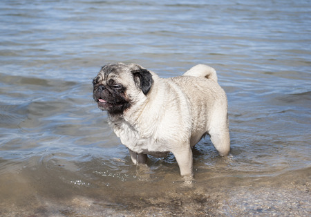 cute wet pug puppy dog standing panting with paws in water at lake on sunny dayの写真素材