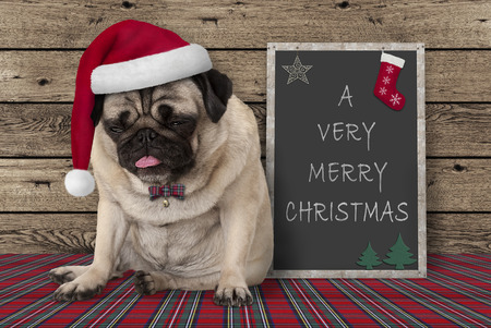 grumpy pug puppy dog with red santa hat sitting next to blackboard sign with text very merry Christmas, on wooden backgroundの写真素材