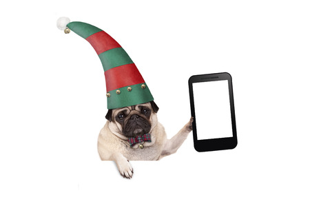 Christmas pug puppy dog with red and green elf hat holding up blank tablet or mobile phone, hanging on white banner, isolatedの写真素材