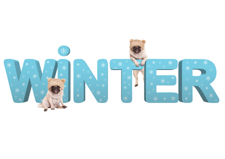 two cute pug dogs with knitted hat and 3d text Winter in light blue with snowflakes, isolated on white backgroundの写真素材