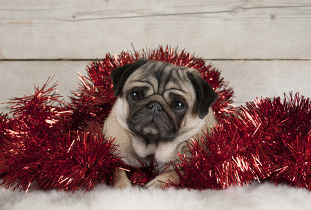Cute Christmas pug puppy dog, lying down in red tinsel on sheepskin, with vintage wooden backgroundの写真素材