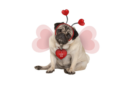 cute Valentine's day pug puppy dog, sitting down, wearing hearts diadem and heart shaped wings, isolated on white backgroundの写真素材