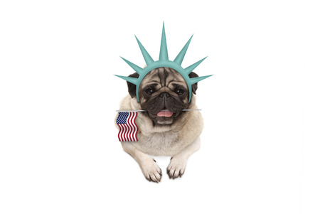 smiling pug puppy dog holding American flag, hanging on white banner, wearing lady Liberty crown, isolatedの写真素材