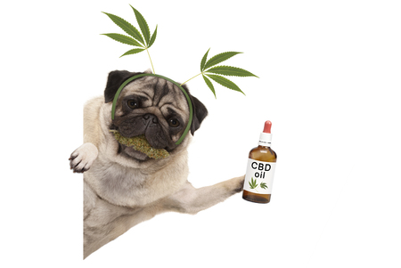 cute smiling pug puppy dog holding up bottle of CBD oil, wearing marijuana hemp leaf diadem, chewing on cannabis flowers. isolated on white backgroundの写真素材