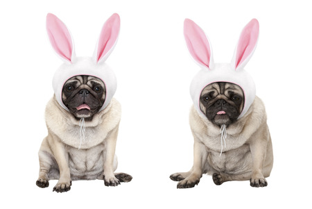 funny little easter pug puppy dogs, sitting down, wearing easter bunny cap with ears, isolated on white backgroundの写真素材
