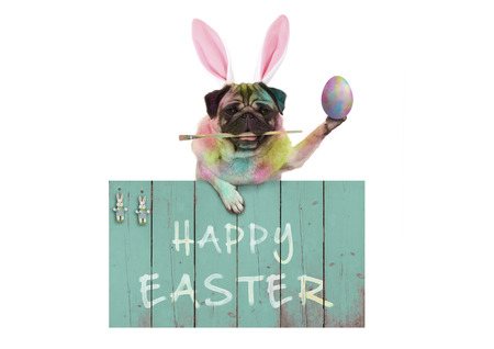 colorful easter pug dog bunny painting easter eggs with paintbrush, hanging on vintage wooden sign...
