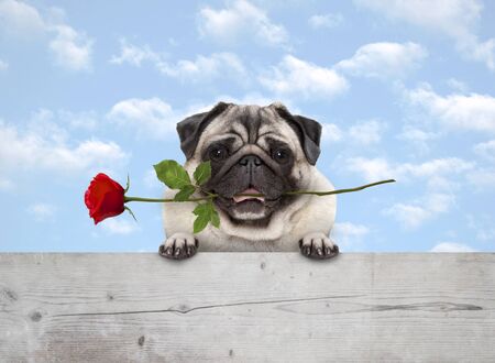 frolic cute smiling pug puppy dog with red rose in mouth, with paws on wooden fence banner, with blue sky backgroundの写真素材