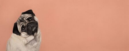 banner with cute pug puppy dog, sitting down, listening while tilting head, in front of lush lava orange wall backgroundの写真素材