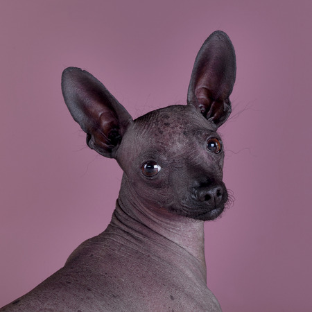Mexican hairless dog portraitの写真素材