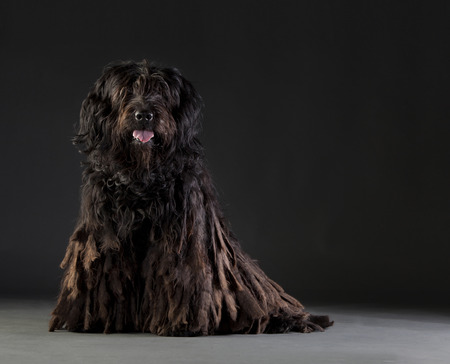 Bergamasco sheepdog portaritの写真素材