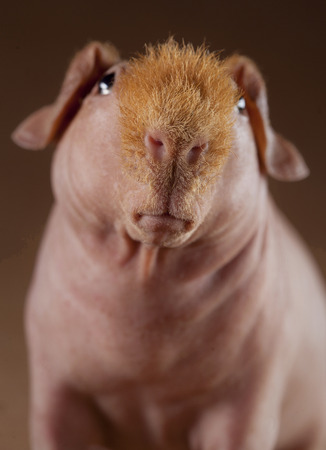 Guinean pig portraitの写真素材