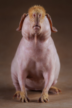 guinean pig portraitの写真素材