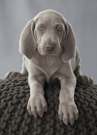 weimaraner puppy on the pillowの写真素材