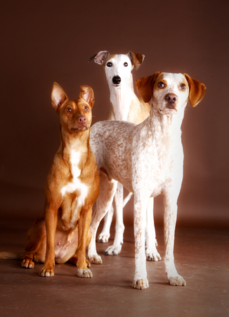 Three pretty dogs looking in the studio
