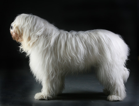 south russian ovcharka white big dogの写真素材