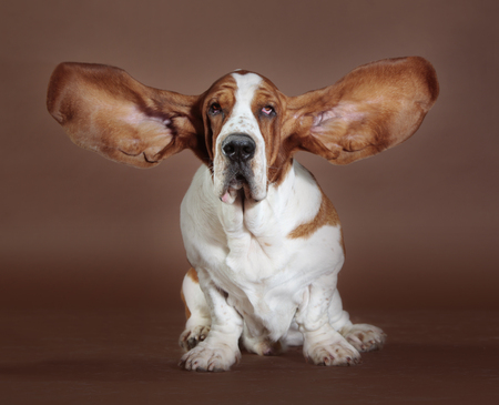 basset hound flying ears standの写真素材