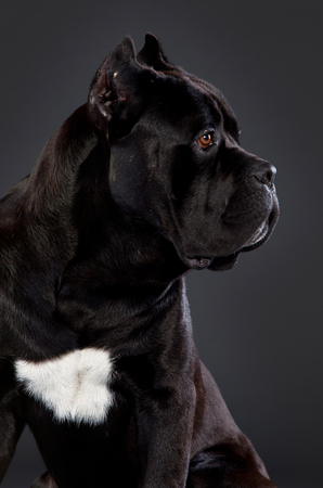 Black cane corso sidewaysの写真素材