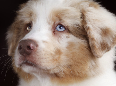Australian shepherd faceの写真素材