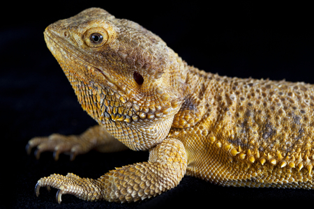 Macro of pogona sidewaysの写真素材