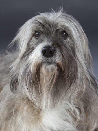 Mixed dog portrait on a studioの写真素材