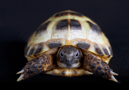 Russian turtle portrait in studioの写真素材