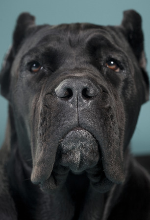 Cane Corso Portraitの写真素材