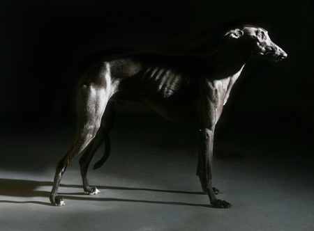 Black greyhound on the studioの写真素材