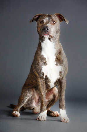 pitbull on the studio with grey backgroundの写真素材