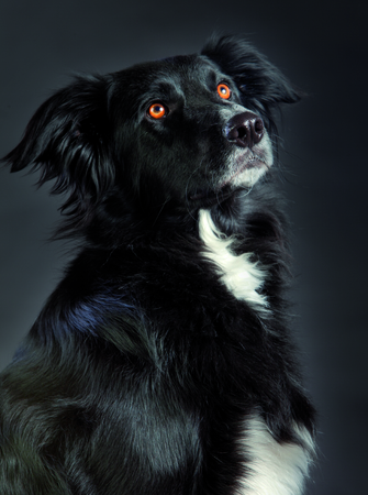 Mixed border collie 3/4 head looking upの写真素材