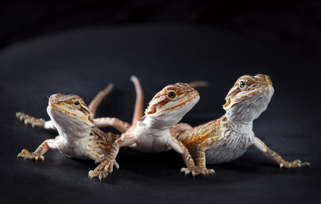 Three pogonasの写真素材