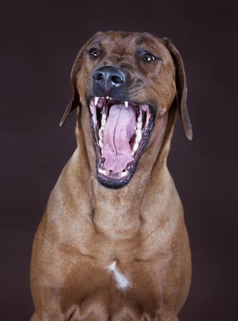rhodesian ridgeback portraitの写真素材