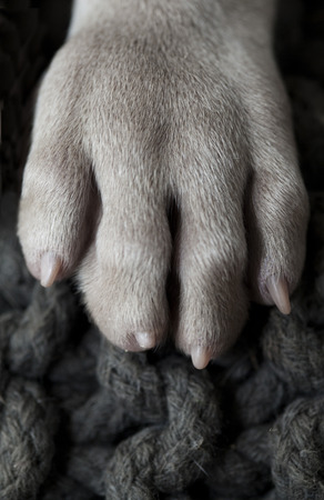 Weimar paw on the pillowの写真素材