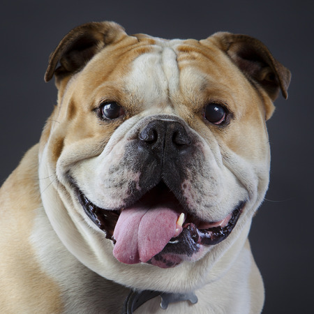 British bulldog in studioの写真素材