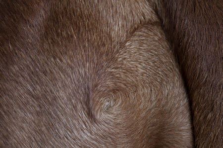 rhodesian ridgeback texture