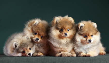 Four pomerian dog very adorableの写真素材