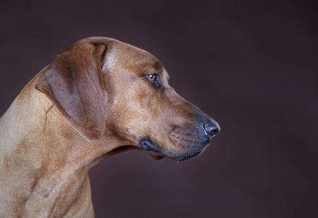 rhodesian ridgeback portraitの写真素材