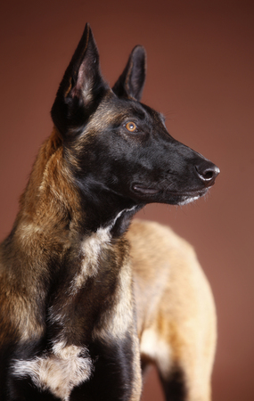 Belgian malinois dog portrait in studio with brown backgroundの写真素材