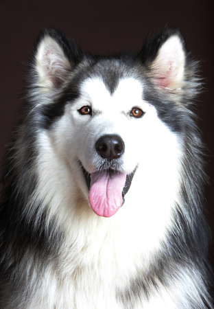 Alaskan malamunte dog portrait in studio with dark backgroundの写真素材