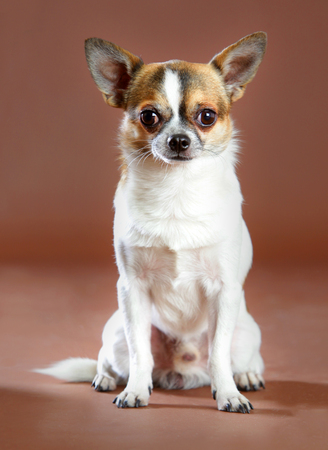 Chihuahua portrait in studio with brown backgroundの写真素材